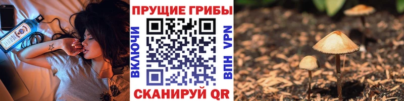 Купить закладки  Кизляр  Галлюциногенные грибы Magic Shrooms 