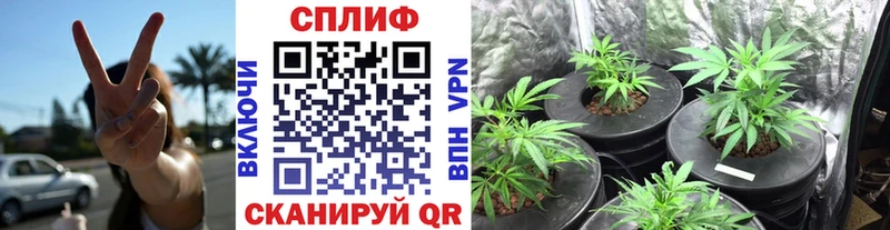 Купить  Кизляр  Каннабис OG Kush 